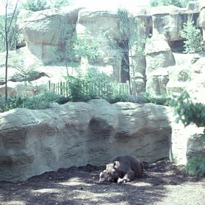 Sumatran Rhino Mahato