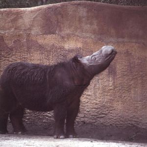 Sumatran Rhino Emi
