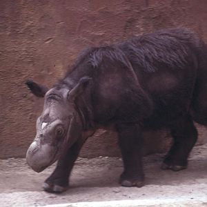 Sumatran Rhino Emi