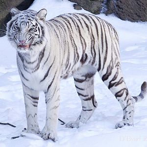 White Tiger