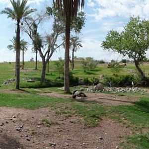 African Savanna exhibit panorama at the Phoenix Zoo