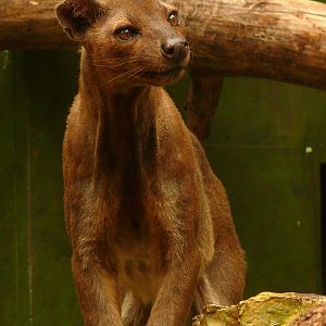 Frankfurt Zoo - Fossa