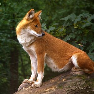 Magdeburg Zoo - Dhole