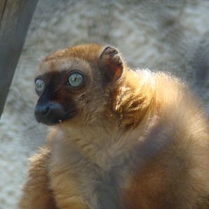 Sclater's Blue Eyed Lemur at the Los Angeles Zoo