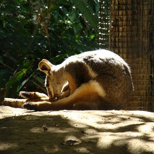 Yellow-footed Rock Wallaby exhibit at the Los Angeles Zoo