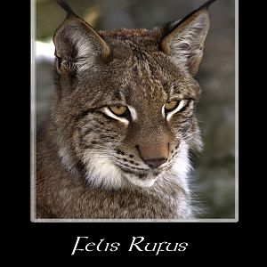 Felis Rufus