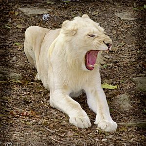 White Lion Cub