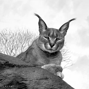 Caracal