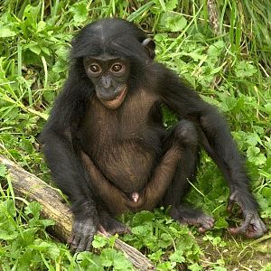 Bonobo
