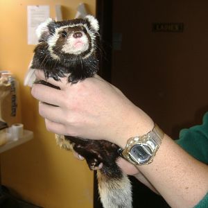 Marbled Polecat at Tropical Wings, Sept08