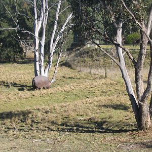 western plains zoo 007