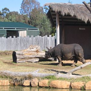 indian rhino