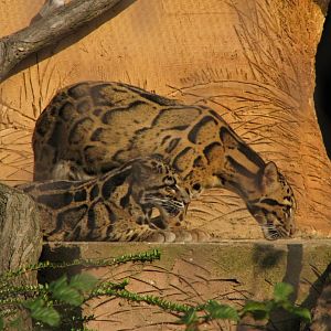 Clouded leopard at Prague zoo