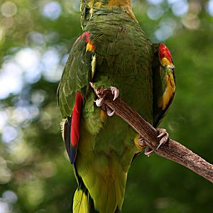 Bird at Northwest Florida Zoo