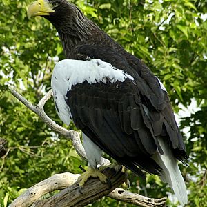 Stella Sea Eagle