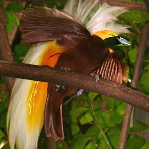 Jurong Bird Park - Lesser bird of paradise