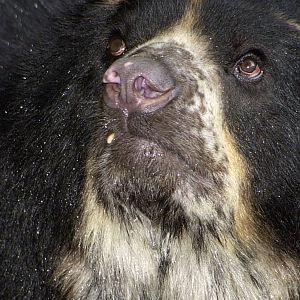 Spectacled Bear