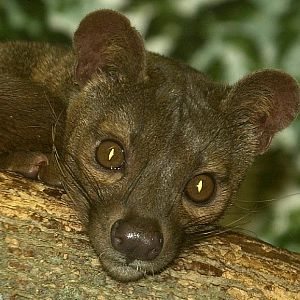 Fossa