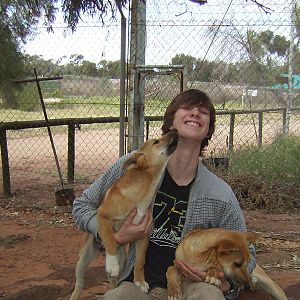 Dingo Pups at 28/9/08