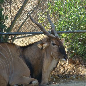 Giant Eland at the Los Angeles Zoo