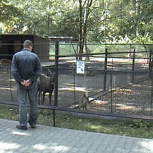 Hodonin Zoo Sitatunga-Roe Deer