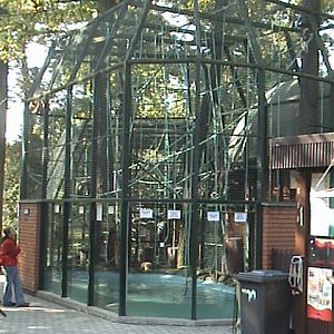 Hodonin Zoo Lar Gibbon