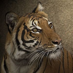 Tiger Portrait