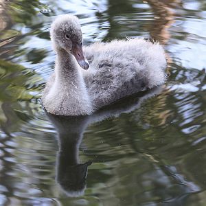 Australian Black Swan