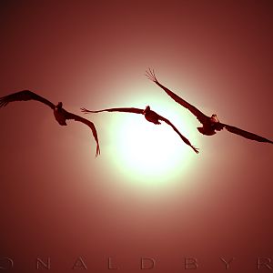 Flight of the Pelican