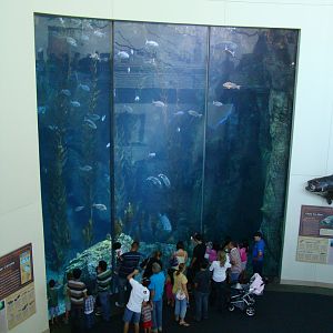 Aquarium of the Pacific - Blue Cavern Tank