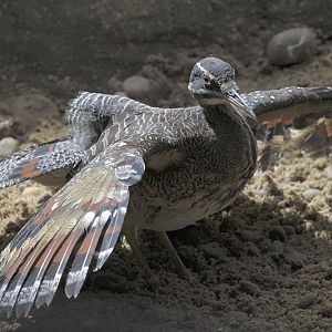 Sunbathing sun bittern