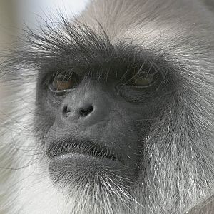 Hanuman Langur