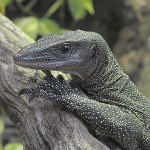 Peach-thoated monitor