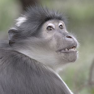 White-crowned mangabey