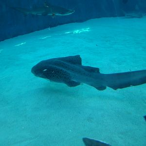 Aquarium of the Pacific