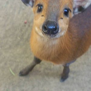 Black Duiker
