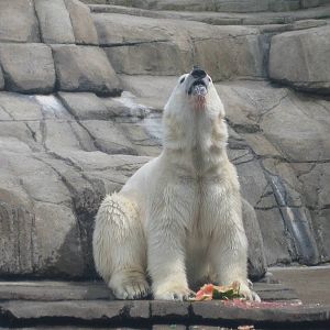 Polar Bear + Watermelon