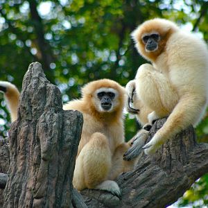 Who doesn't love Gibbons?