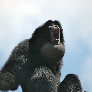 Who doesn't love Gibbons?