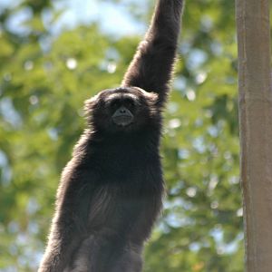 Who doesn't love Gibbons?