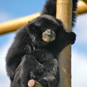 Who doesn't love Gibbons?