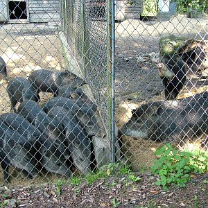 Peccary comparison at Lodz Zoo, Poland Sept 08