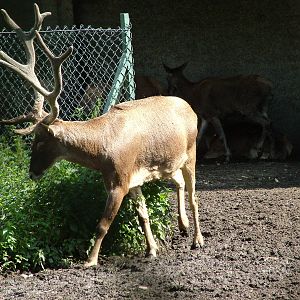 White-lipped Deer at Lodz Zoo, Poland Sept 08