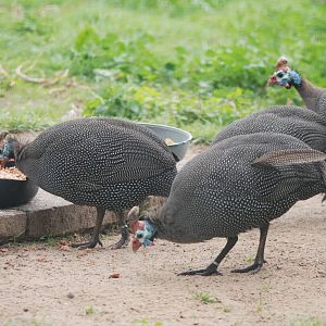 Natal Helmeted Guineafowl at Tierpark Berlin, 30/08/11