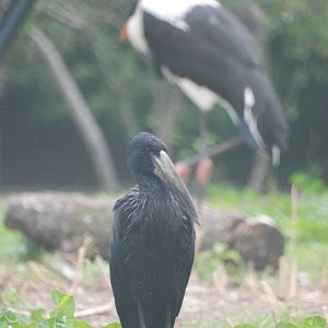 African Openbill at Tierpark Berlin, 30/08/11