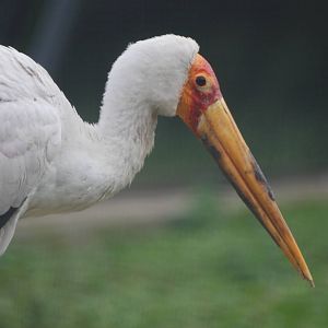Yellow-billed Stork at Tierpark Berlin, 30/08/11
