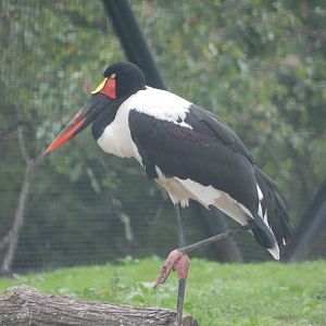 Saddle-billed Stork at Tierpark Berlin, 30/08/11