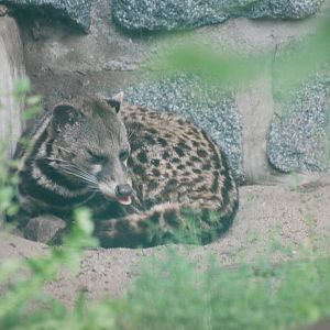 Malayan Civet at Tierpark Berlin, 30/08/11