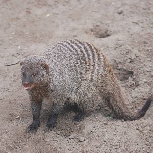 East African Banded Mongoose at Tierpark Berlin, 30/08/11