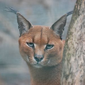 South African Caracal at Tierpark Berlin, 30/08/11